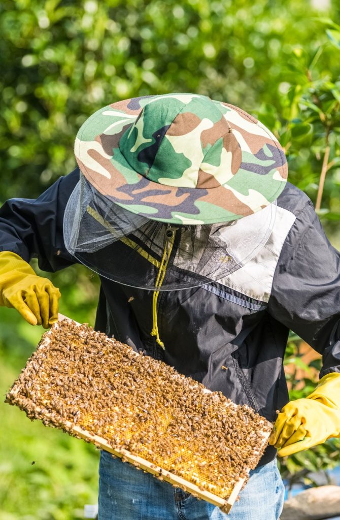 beekeeper-working-with-bees-and-honeycomb.jpg